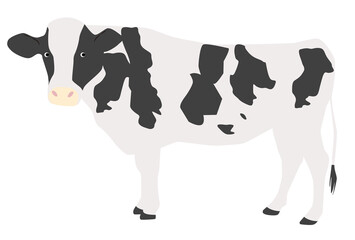 ホルスタイン・乳牛白背景