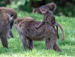 Baboon in the Bush, Safari in Africa, Ngorongoro National Park 
