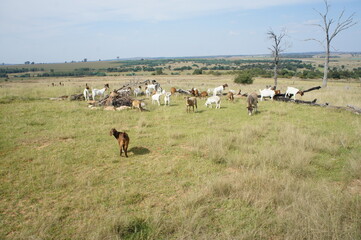 Livestock grazing on South African farm.