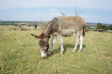 Donkey foal out in pasture.