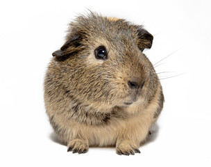 brown Guinea pig