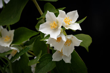 White Jasmine flowers on a dark background with a bokeh effect.