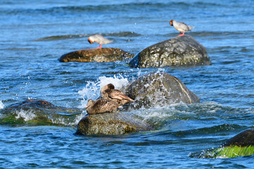 Eiderente im Herbst auf der Ostsee	