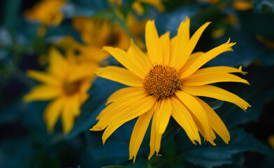 Golden-yellow petals of chamomile or doronikum with selective focus and bokeh effect.