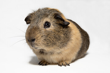 brown Guinea pig