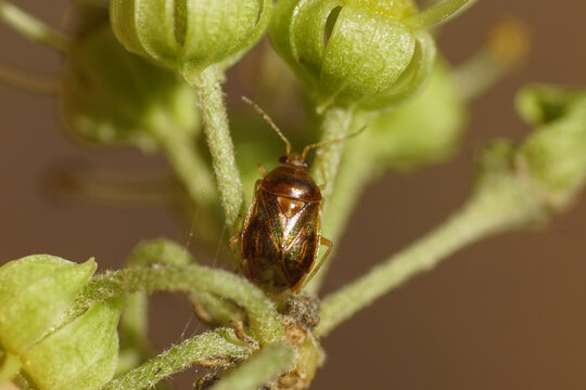 รูปภาพMiridae เลือกดูภาพถ่ายสต็อก เวกเตอร์ และวิดีโอ763 Adobe Stock