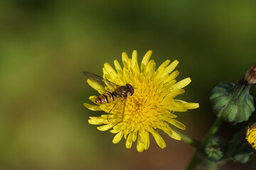 Marmalade hoverfly (Episyrphus balteatus), family Syrphidae on a flower of a sow thistle (Sonchus) in a Dutch garden. Netherlands July 