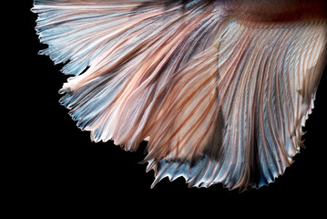 Close up of Betta fish or Siamese fighting fish in art movement isolated on black background