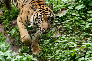 Fototapeta premium tiger in the jungle