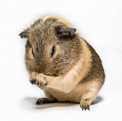 Guinea pig washes
