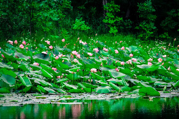 Floral background, sacred lotus flowers blooming on the lake. Flower of Buddhism in nature. Selective focus