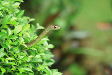 green snake on a branch