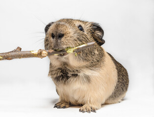 Guinea pig nibbles a stick