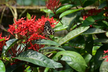 Red Ixora Flowers and butterfly. Ixora flower also known as flame of the woods, jungle flame , West Indian jasmine, Red Bunga Soka , Asoka, King Ixora flower, red spike flower or  rubiaceae.
