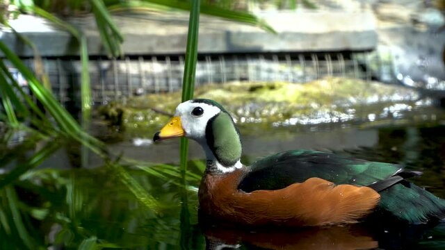 Wild Pigmy Goose (Nettapus Auritus) Wading on Water Pond - Slow Motion Tracking View