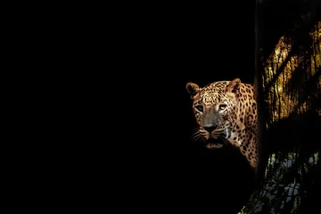 Deurstickers leopard in the tree © pito