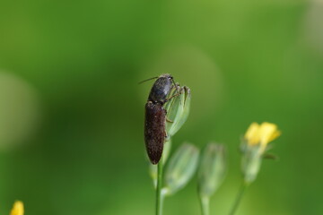 Click beetle (Athous haemorrhoidalis), family Elateridae on a plant in a Dutch garden. Summer, Netherlands June