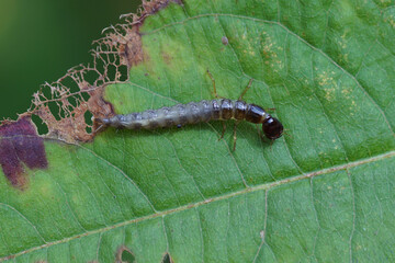 A larva of a ground beetle or of a rove beetle in a Dutch garden.  Netherlands, October