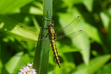 Female Black-tailed skimmer (Orthetrum cancellatum) a dragonfly of the family Libellulidae. In a Dutch garden. Netherlands, June