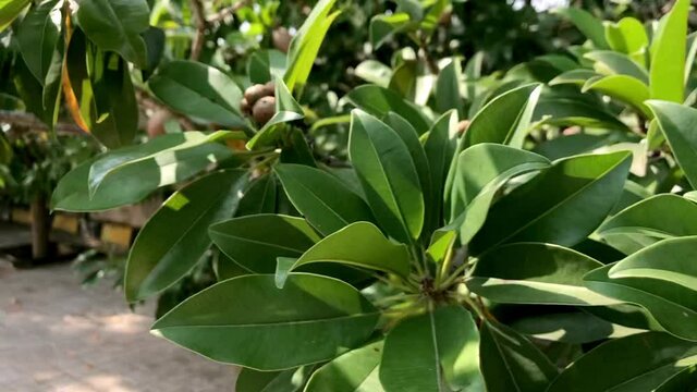 Sapota tree or also called Chikoo tree. Close shot. Fruits are visible. Green leafs. 