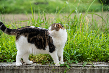塀を歩く猫（スコティッシュ・フォールド）
