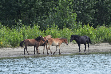Fototapeta premium Herd Of Wild Horses in Forest near Danube River, Romania