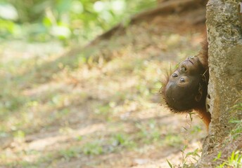 a baby orangutan peeks out from behind a pole