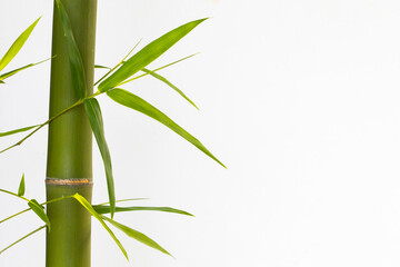 Fototapeta na wymiar background texture nature bamboo tree with leaf herbal flora of asia decoration postcard style on white 