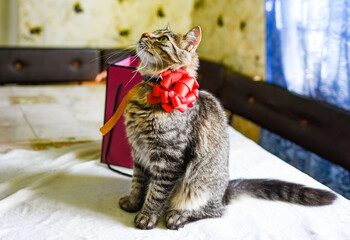 Funny kitten in pink gift. Pink gift box in which a kitten sits with a red bow. accept gifts concept