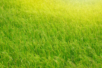 Abstract close up of a newly planted rice paddy
