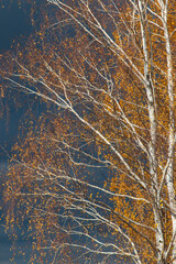 autumn birch trees as landscape