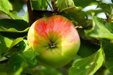 A big red apple hangs on an apple tree. Garden in August. Harvest time.