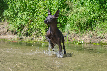 Xoloitzcuintle dog runs on water
