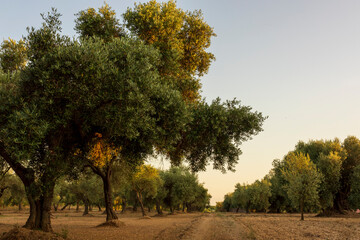 Tranquil scene at sunset in San Mateu