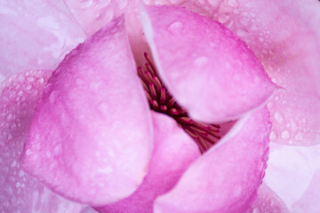 Close up of an opening pink magnolia flower after rain