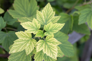 Deficiency of minerals in plant. lack of nitrogen, potassium. Sick yellow currant leaves