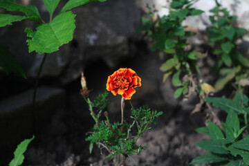 Beautiful bright wildflowers blooming during the summer. Home garden.