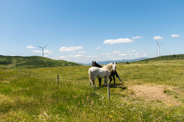 white horse in the meadow