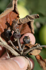 Bacterial burn of fruit trees is caused by pathogenic fungi and bacteria.