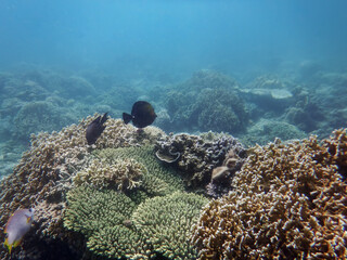 underwater world of the South China Sea