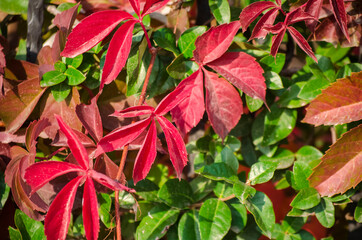 Green, yellow, red, orange ivy leaves against white wall. Close-up. Selective focus. Copy space. Autumn natural background. Fall backdrop. Botanical bright colorful background.