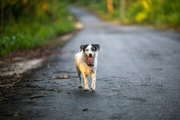 a dog on the road