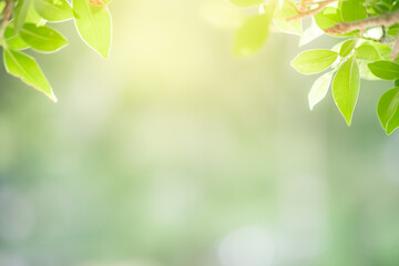 Concept nature view of green leaf on blurred greenery background in garden and sunlight with copy space using as background natural green plants landscape, ecology, fresh wallpaper concept.