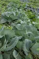 Home Grown Organic Cabbage (Brassica oleracea) Growing on an Allotment in a Vegetable garden in Rural Cheshire, England, UK