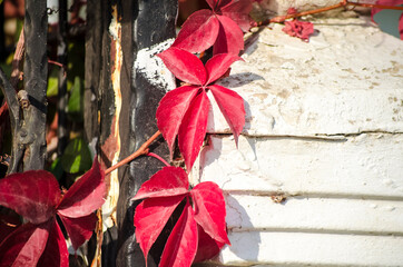 Green, yellow, red, orange ivy leaves against white wall. Close-up. Selective focus. Copy space. Autumn natural background. Fall backdrop. Botanical bright colorful background.