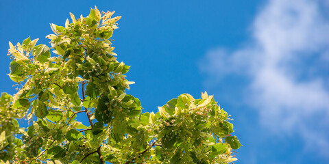 lush linden branch in green foliage. summer nature background. sunny weather with blue sky