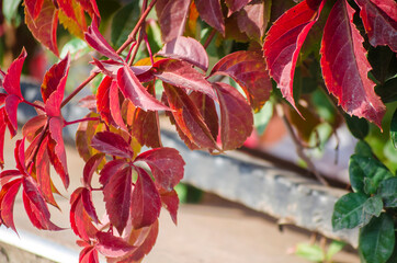 Green, yellow, red, orange ivy leaves against white wall. Close-up. Selective focus. Copy space. Autumn natural background. Fall backdrop. Botanical bright colorful background.