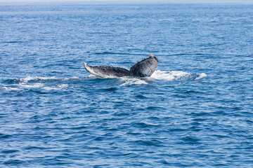 Fototapeta premium Whale, cape cod