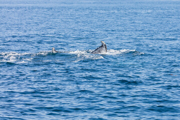 Naklejka premium Whale, cape cod