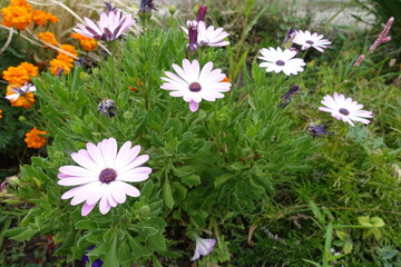 Multiple light pink flowers of African daisy in August